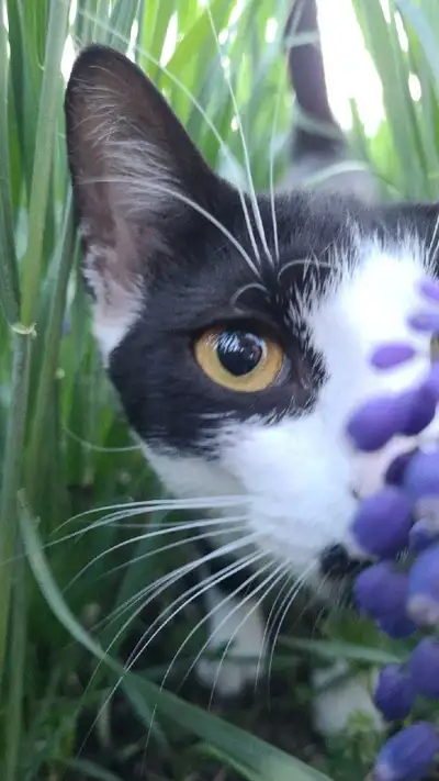 Sweet cat, View more