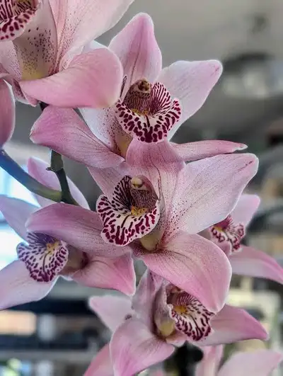 cymbidium orchid, View more