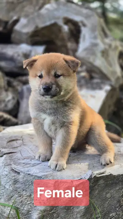 NEW litter of Shiba Inu Cross, View more