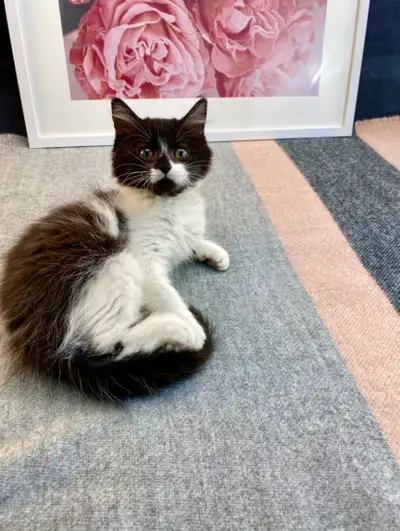 Fun-Loving Maine Coon Kitten, View more