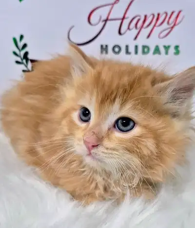 Siberian Hypoallergenic kittens, View more