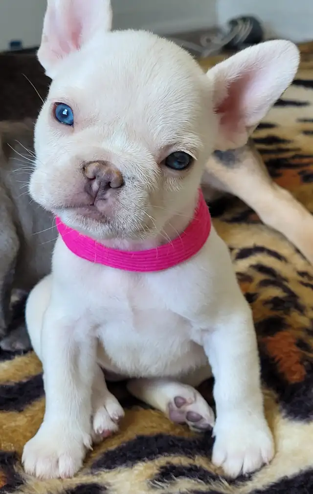Bouledogues Français, French Bulldog en parfaite santé in Dogs & Puppies for Rehoming in City of Montréal - Image 2