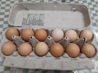 Fertilized chicken eggs for hatching. $15 for a dozen.