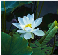 I'm selling baby water lotus Lily that can decorate your tank o