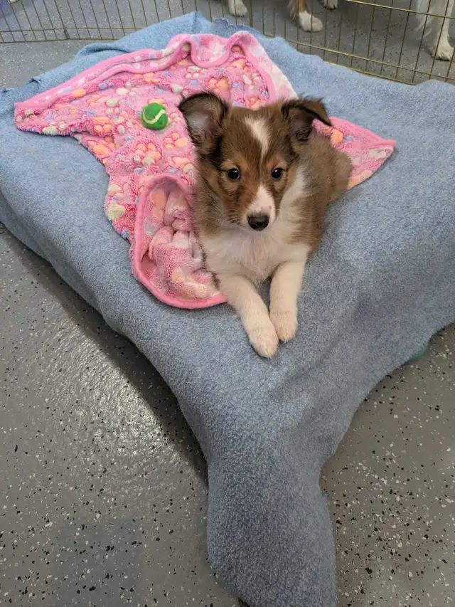 Shetland mini miniature 13livres in Dogs & Puppies for Rehoming in West Island - Image 5