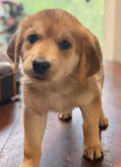 2 Month old puppies Mix $350, View more