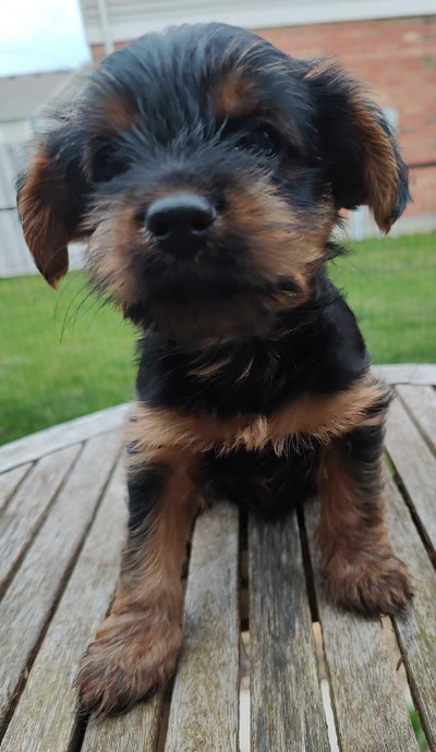 Purebred Yorkshire Terrier Puppies, ***NOW $500.00!!!***
