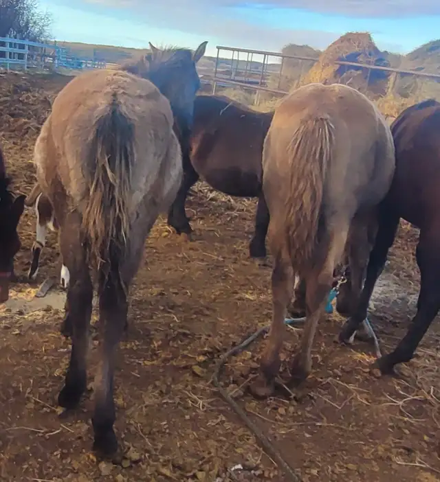 1/2 Friesian Grullo or Champange colts in Horses & Ponies for Rehoming in Strathcona County - Image 2