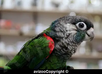 CONURE PERLÉ DISPONIBLE, View more