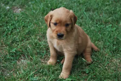 Purebred golden retriever puppies for sale.   2 males Only., View more