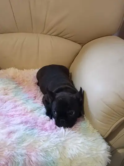 French bulldog puppies, View more