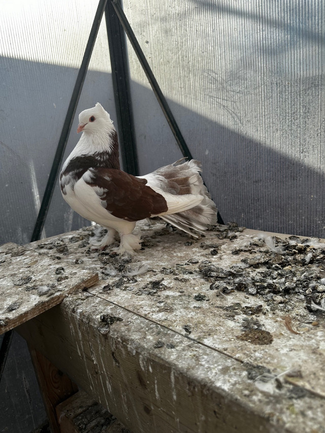 Pigeons for sale in Birds for Rehoming in Edmonton - Image 3