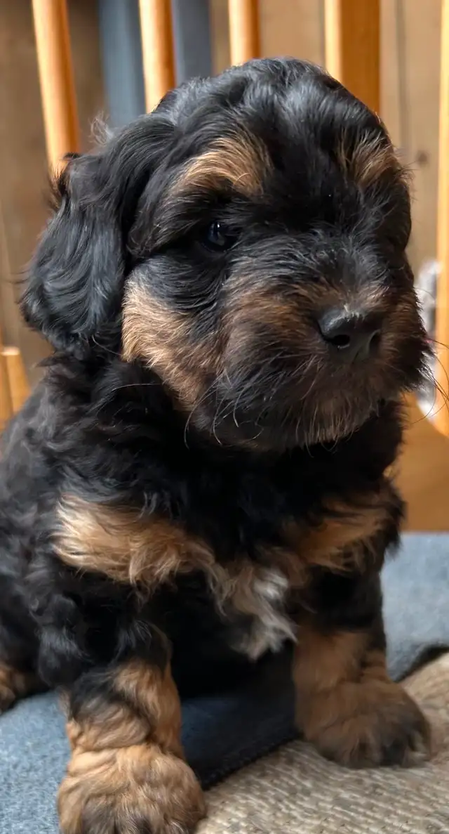 Coton Mix  Pups Rare Merle  - Therapy Dog Potential in Dogs & Puppies for Rehoming in City of Toronto - Image 2
