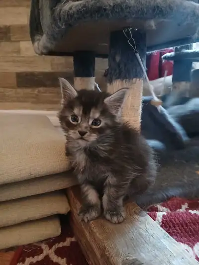 purebred maine coon kittens, View more