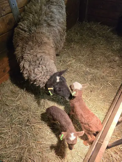 Romanov Ewes, View more