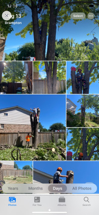 Tree removal service 