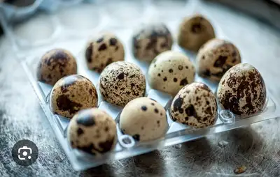 Coturnix Quail Eggs, View more