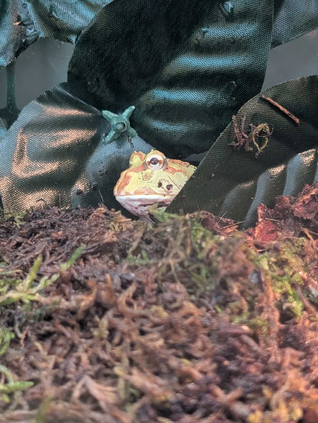 20 gallon repterium w/ pacman frog in Reptiles & Amphibians for Rehoming in Calgary - Image 2