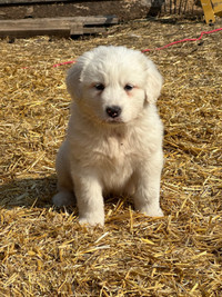 Great Pyrenees Puppies Female 