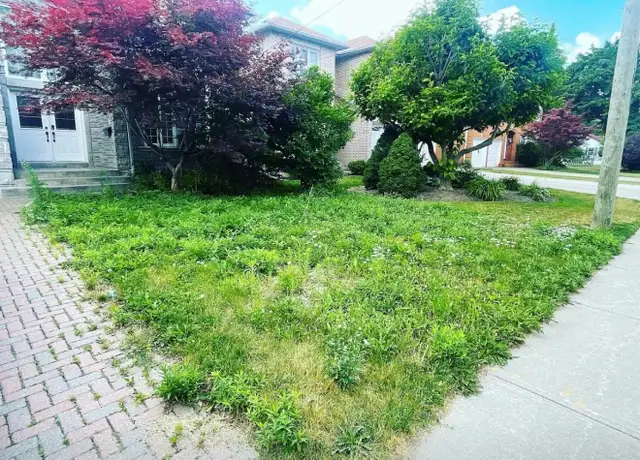 Professional Grass Cutting Service – Only $60 in Lawn, Tree Maintenance & Eavestrough in City of Toronto - Image 3