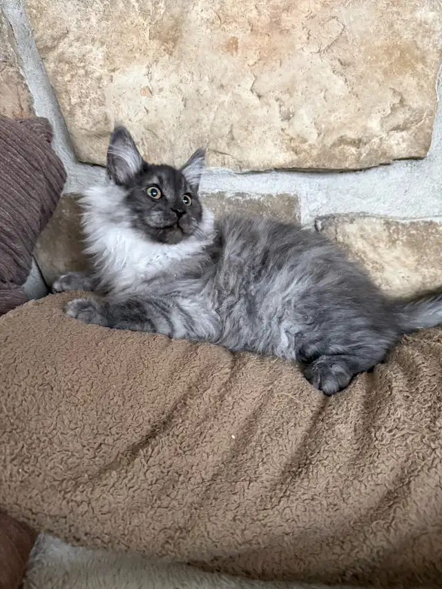 Chaton Maine Coon enregistré TICA