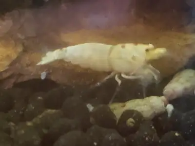 Snow white shrimp caridina. Born and raised on conditioned tap water. See picture 20 each bulk prici...