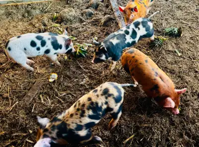 Berkshire Pigs and Piglets, View more