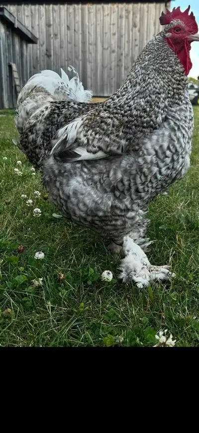 rooster Belgian Maline, View more