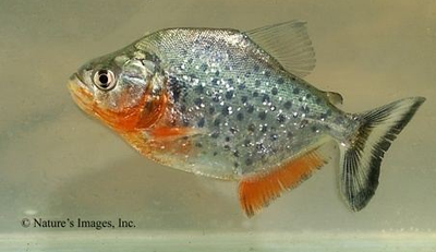 Medina's Piranha, View more