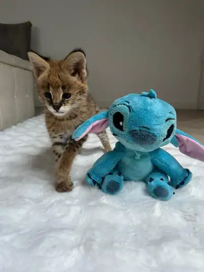 Serval Kitten Available , View more