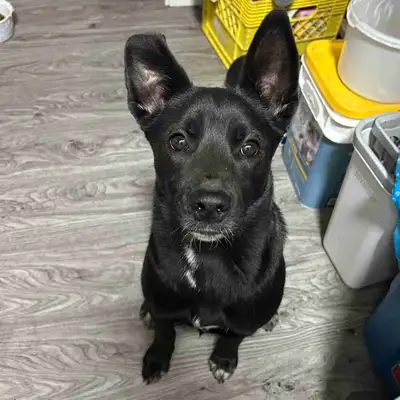 Border collie mixed with lab and pointer ONLY CONTACT IF SERIOUSLY INTERESTED - 6 months old - Mediu...