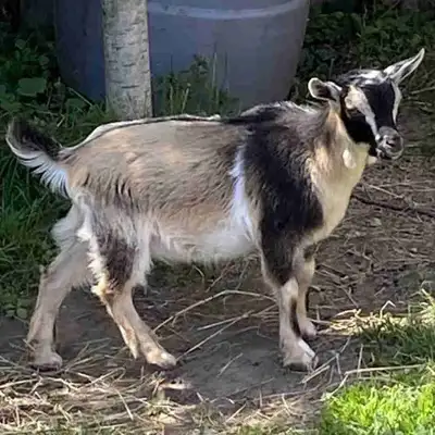 Petit bouc miniature sans corne (motte) Non castré . Âgé de 3 mois 1/2 Fera entre 18 et 19 po de hau...