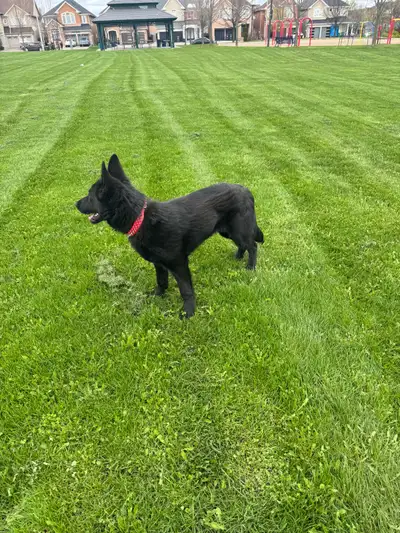 working line German Sheppard puppy very social and outgoing, View more