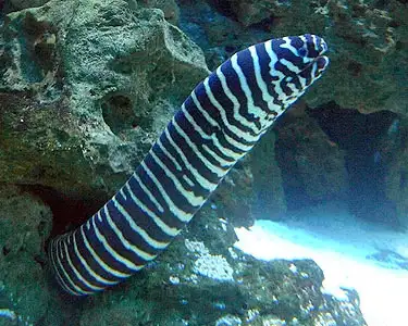 Large zebra moray, View more