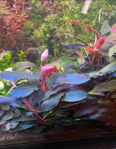 Bucephalandra brownie purple Aquarium plant, View more