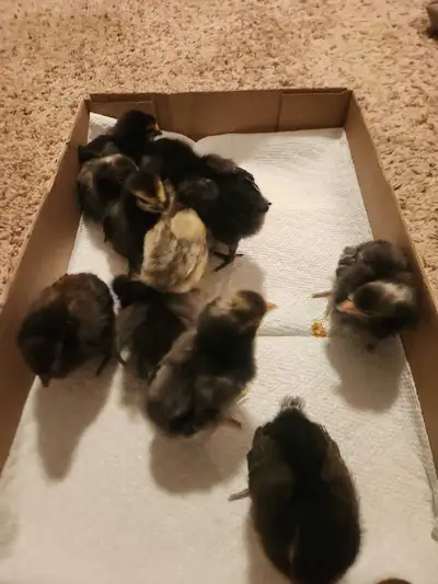 Polish chicks, View more