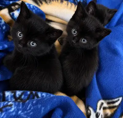 3 adorables chatons , View more