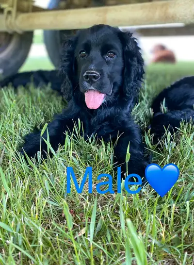 My sweet Mia had 9 beautiful puppies! Born on February 18/25 they are looking for their forever home...