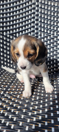 Beaglier puppies for sale