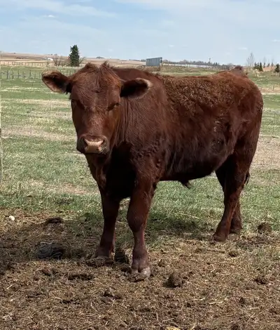 butcher ready steers, View more
