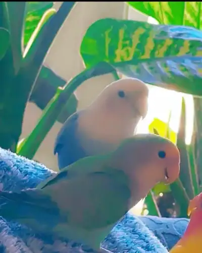 Two beautiful baby lovebirds When they grow their face peach, dark green and blue tail they’re about...