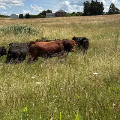 Limousin Heifer Bull , View more