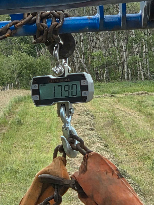 green feed! in Livestock in Red Deer - Image 2