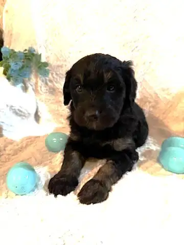 6 Goldendoodle puppies!, View more