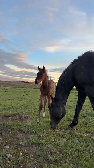 ISO AQHA Stud , View more