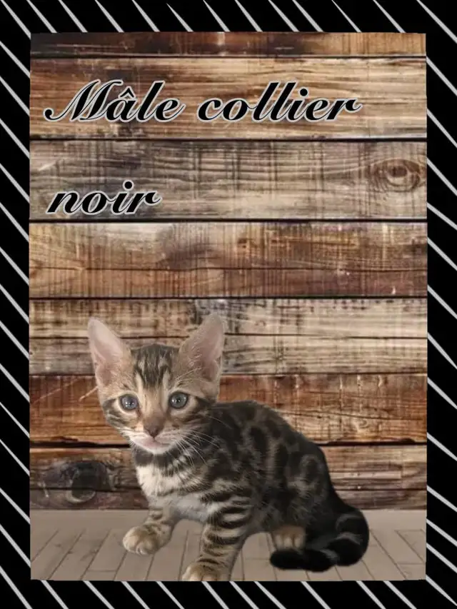 chaton bengal pure race enregistré Tica in Cats & Kittens for Rehoming in Victoriaville - Image 7