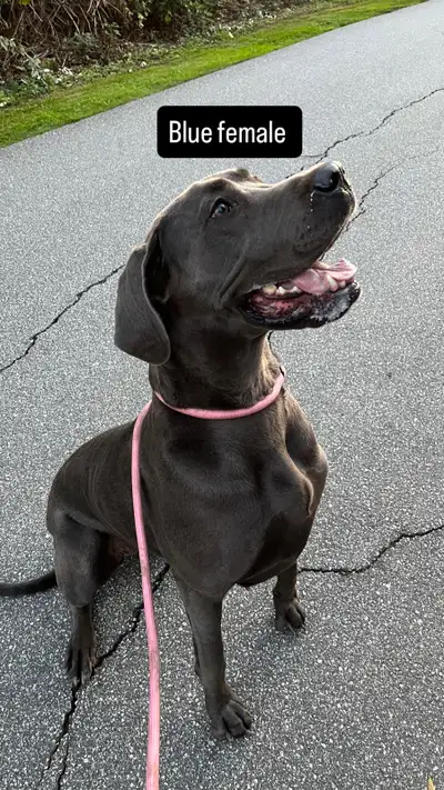 Great Dane, View more