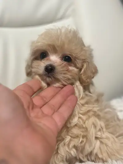 chiot femelle cavapoo  tiny toy  , View more