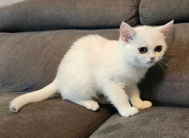 BRITISH SILVER in Cats & Kittens for Rehoming in West Island - Image 6