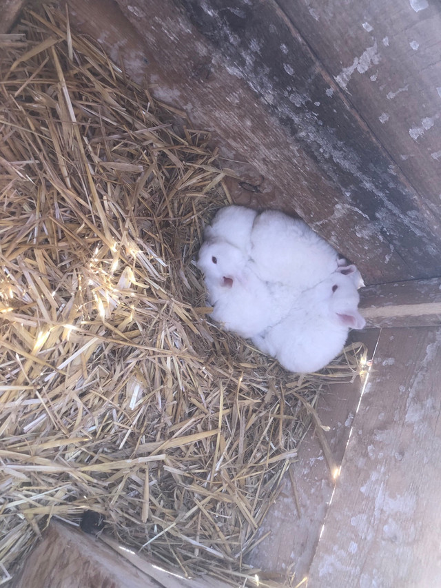 New Zealand bunnies for sale!  in Other Pets for Rehoming in Grande Prairie - Image 3